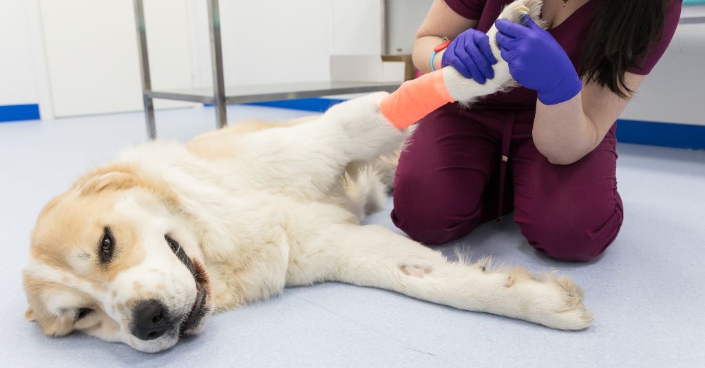 A photo of a dog laying down on the floor as a veterinarian investigates a hurt joint, to illustrate possible symptoms of hemophilia in dogs.
