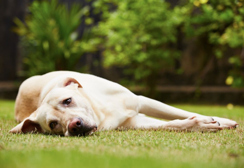 Photo of a sad-looking Golden Labrador dog laying down on the grass to talk about the possible symptoms and conditions that probiotics for immunity support can help with. 