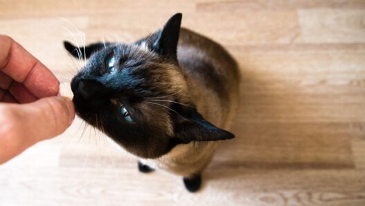 Photo of a cat being hand fed a treat to illustrate a blog about the use of probiotics for immunity support.