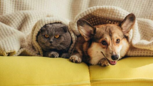 side effects of deworming a dog and a cat with a picture of a cat and a happy dog lying under a blanket on a bright yellow couch.