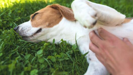 Calming probiotic for dogs: a happy dog with paws up lying down on a grassland. A hand is at the right corner of the frame touching his belly.