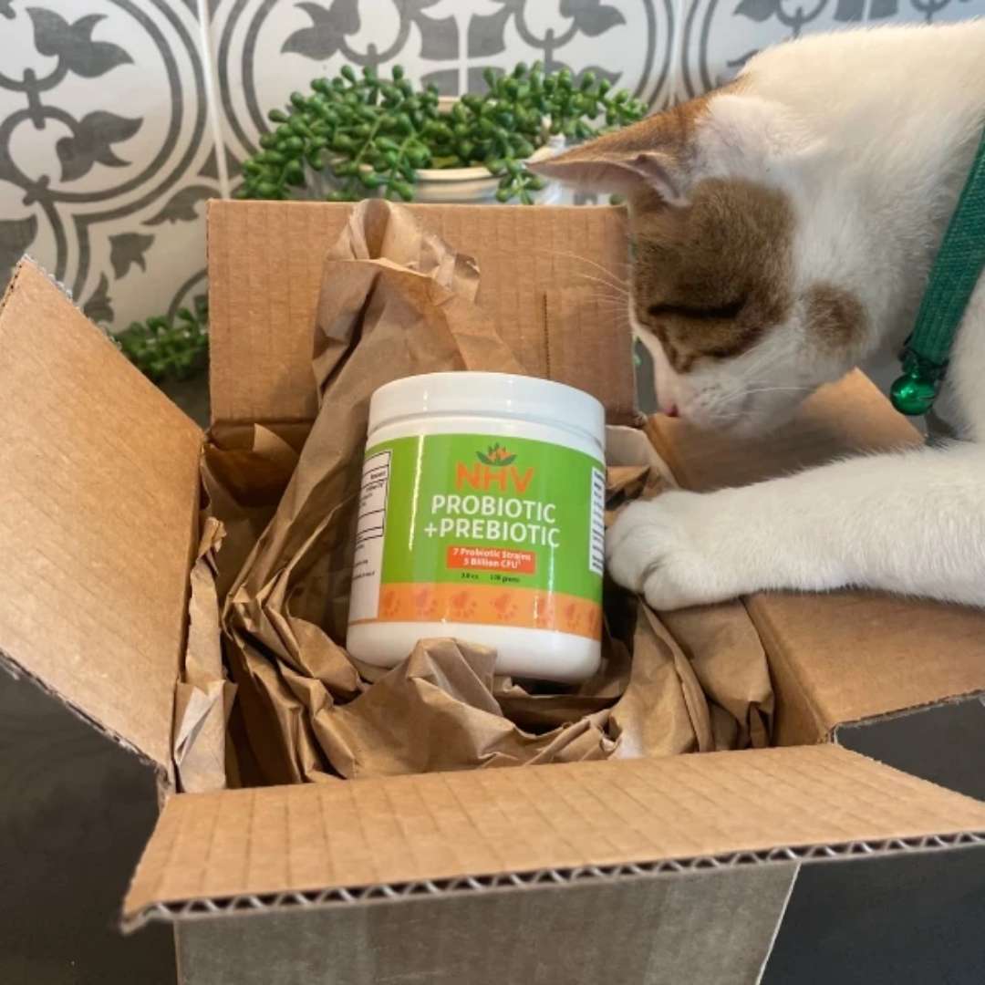 Makoa is taking NHV Probiotics for Building a Strong Cat Gut. The white paw is touching our supplement which is inside a medium-sized cardbox