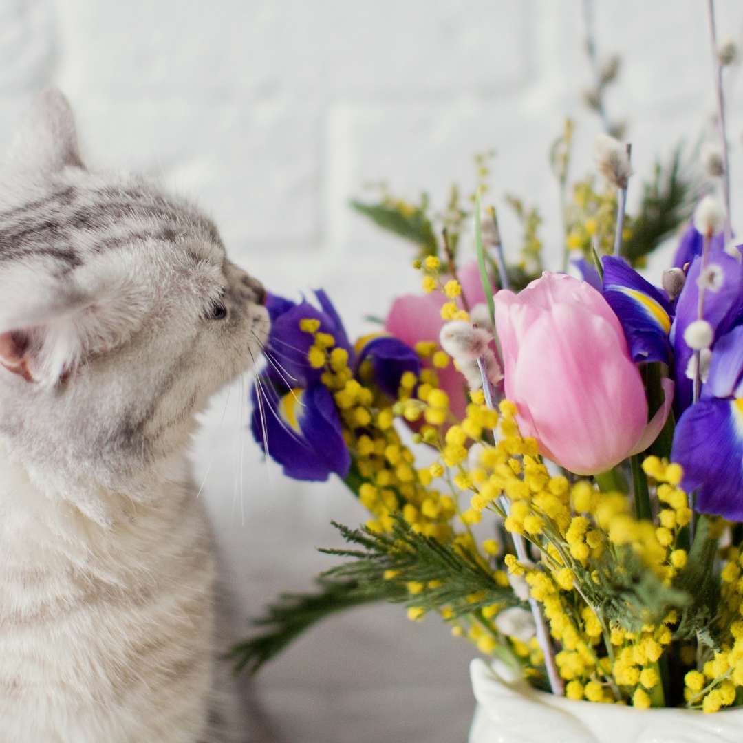 cat sniffing bright bouquet