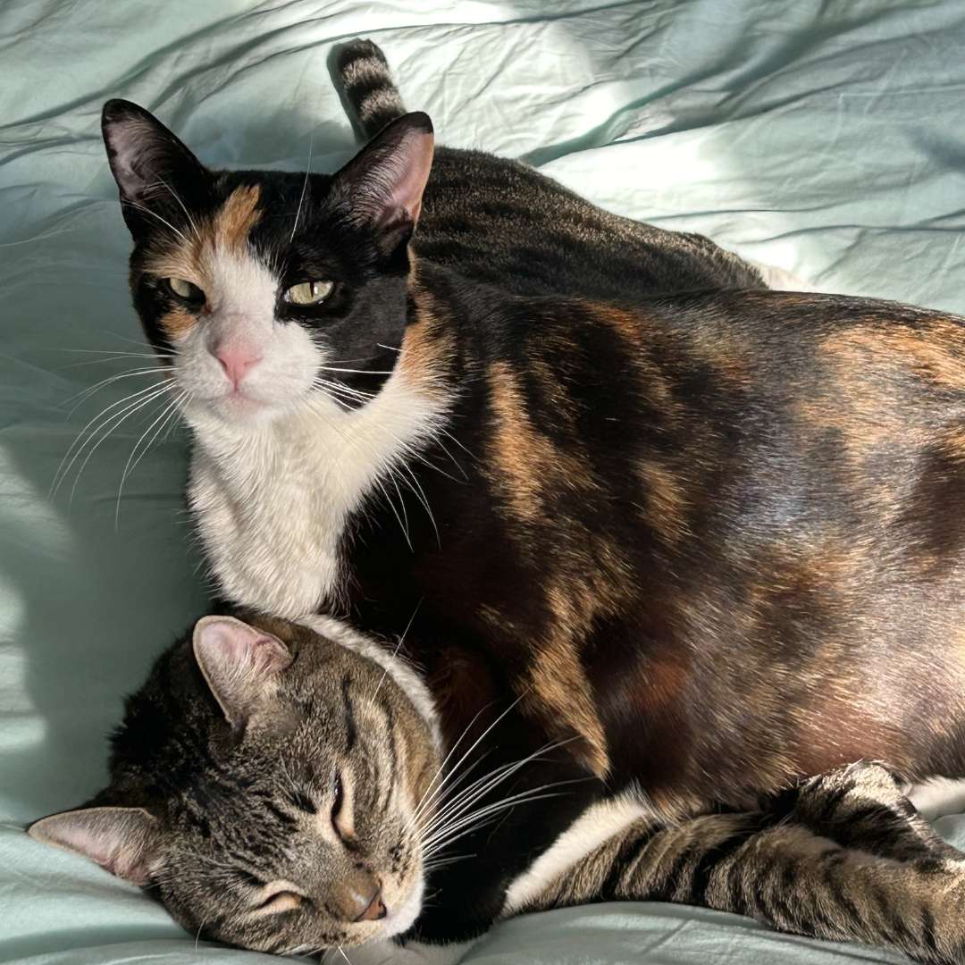 lymphoma cat: Two cats hugging each other on a green sheet
