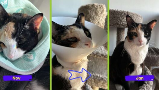 lymphoma cat Merkaba's transformational story. Before and after pictures since using NHV Lymphoma Gold Support Kit