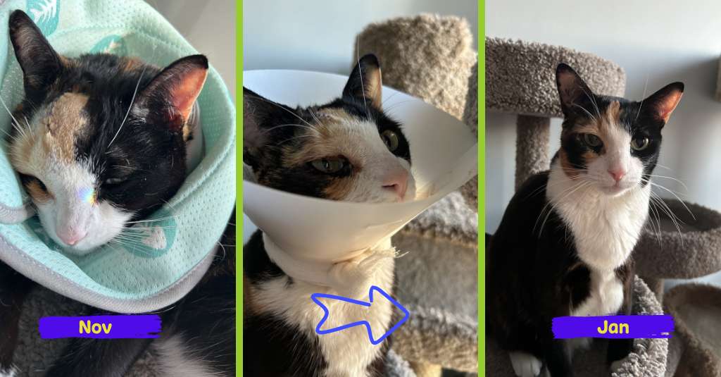 lymphoma cat Merkaba's transformational story. Before and after pictures since using NHV Lymphoma Gold Support Kit