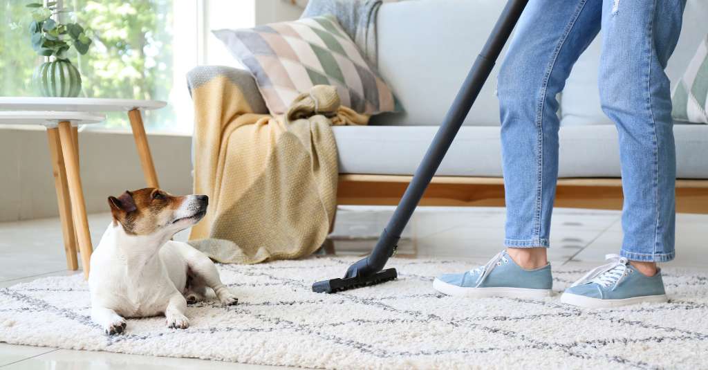 Właściciel psa do czyszczenia dywanów w domu z wiosennym sprzątaniem bezpiecznym dla zwierząt