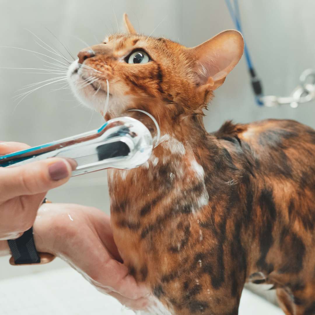 Woman washing cat in grooming salon. Cat bathing. Pet-safe spring cleaning