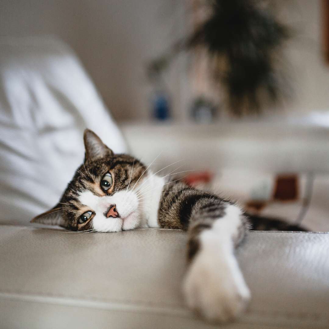 a green-eyed cat with pica in cats lying on an off-white couch looking sad and lethargic. Right paw reaching out. Staring blankly at the bottom left corner, 