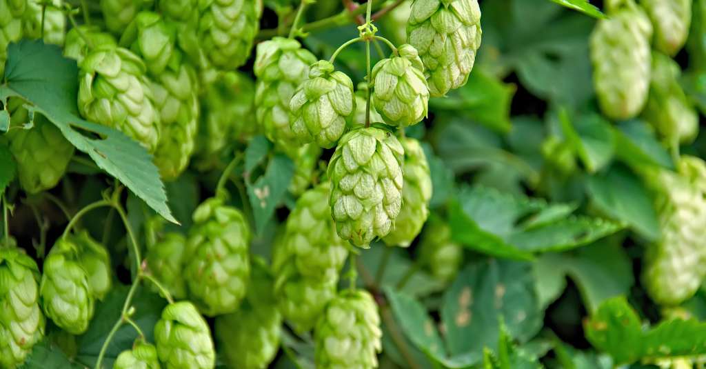 Ripe Hop. Are hops toxic to dogs?