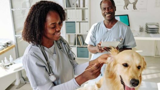 Two black veterinarians working at a clinic, treating a dog, golden retriever