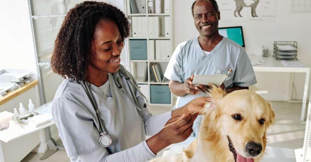 Two black veterinarians working at a clinic, treating a dog, golden retriever