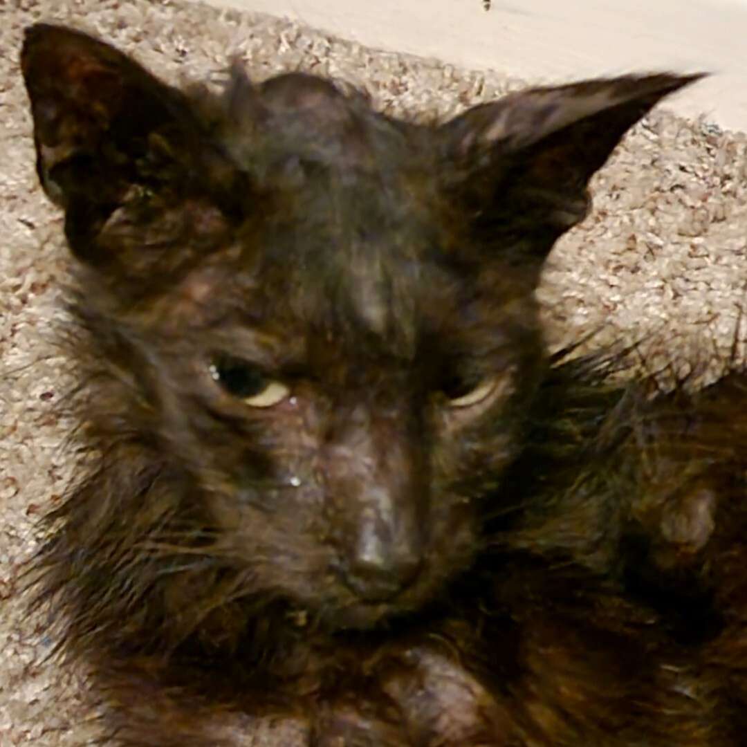 fiv positive cat looking lethargic and dull with not much hair