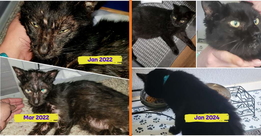 5 חתול חיובי. חתול שחור לפני (משמאל) ואחרי (מימין) מאז נטילת תוספי צמחים NHV לטיפול ב-FIV ובסוכרת שלו. בתמונה השמאלית הוא נראה רדום ומעילו במצב נוראי. בצד ימין, הוא נראה הרבה יותר בריא עם פרווה ושיער מבריק.