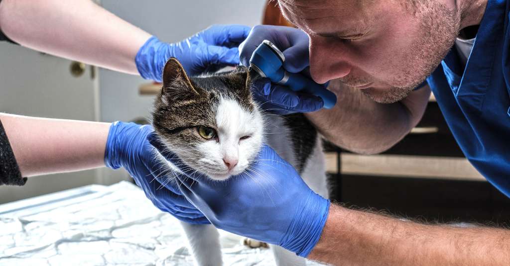 Veterinário masculino examinando infecção de ouvido de gato com um otoscópio em uma clínica veterinária.