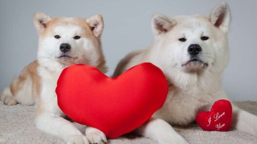 Two dogs akita inu lying down facing front with a medium sized heart-shaped plushy between them. The dog on the right has a smaller heart perched on its left arm on valentine's day