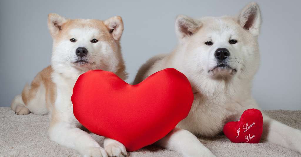 Two dogs akita inu lying down facing front with a medium sized heart-shaped plushy between them. The dog on the right has a smaller heart perched on its left arm on valentine's day
