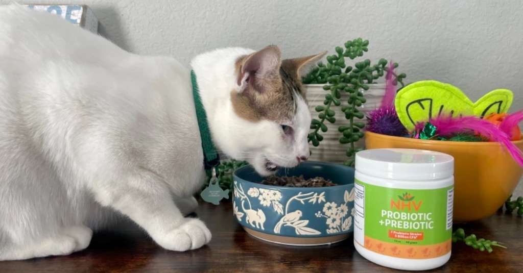 chat blanc avec des problèmes de santé intestinale du chat mangeant de la nourriture pour chat dans un bol bleu et blanc avec des probiotiques et des prébiotiques NHV placés à côté du bol