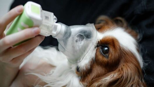 Breathing Easy: Understanding and Managing Bronchial Asthma in Pets