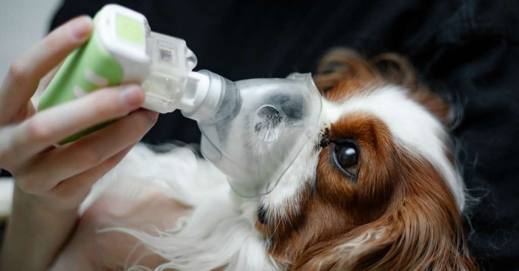 Einfaches Atmen: Asthma bronchiale bei Haustieren verstehen und behandeln
