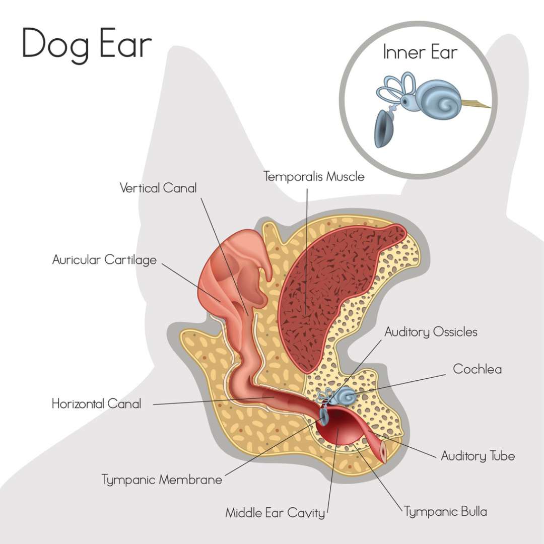 How to Clean Dog Ears: A Comprehensive Guide for Pet Owners. Structure of dog ear