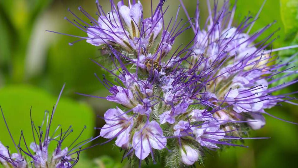 Is Chamomile Safe For Pets? NHV Natural Pet Products Blog