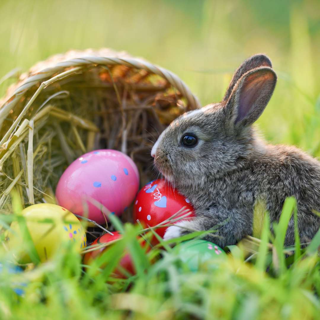 Easter Bunny Basket in NHV Easter Egg Hunt 2024