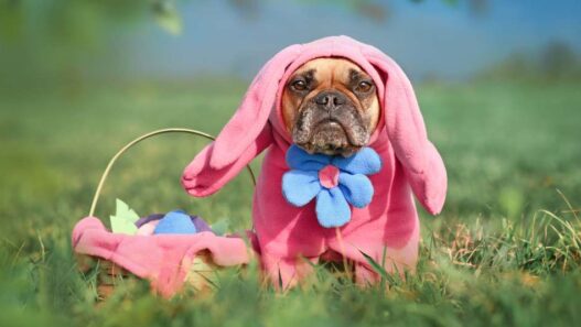 Dog with pink easter bunny costume in NHV Easter Egg Hunt 2024