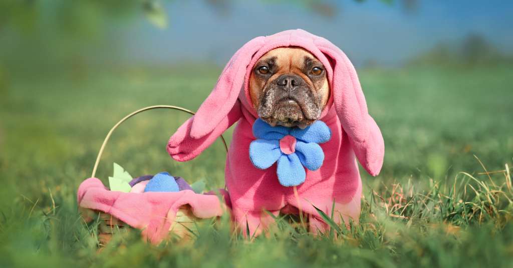 Hund med rosa påskeharedrakt i NHV Easter Egg Hunt 2024