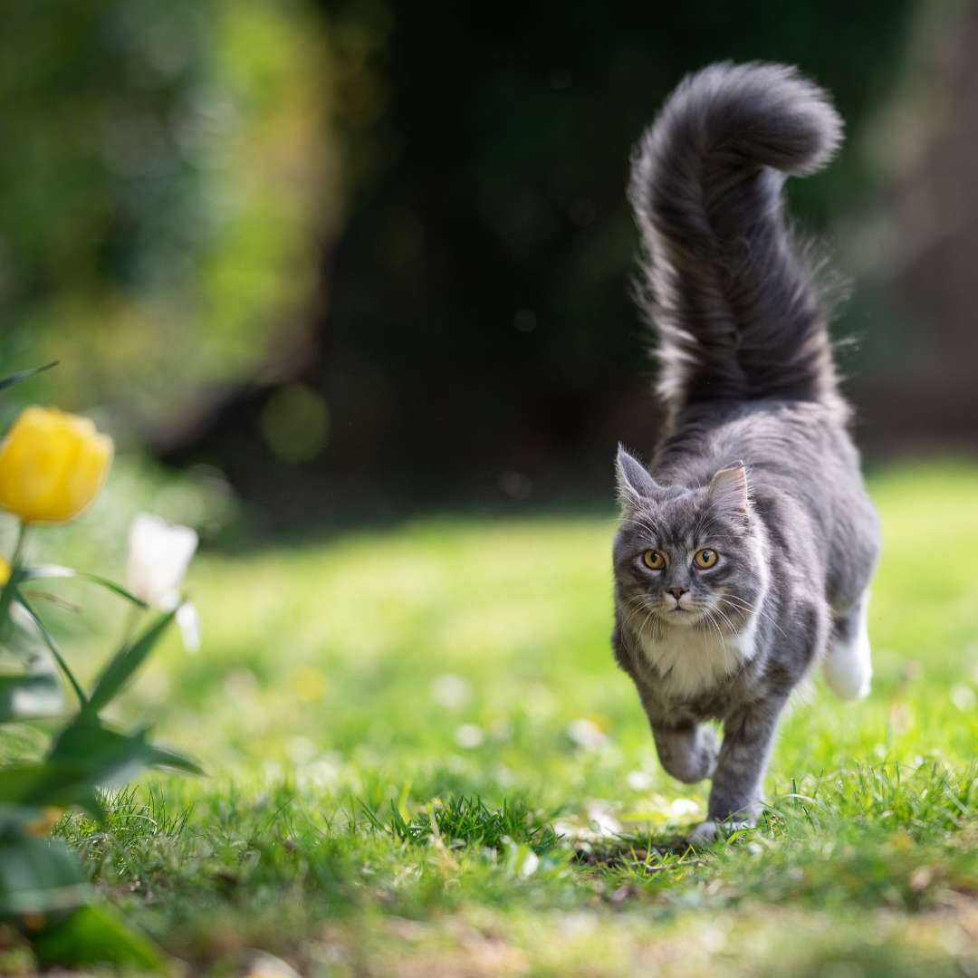 cat running on grass with springtime pet wellness