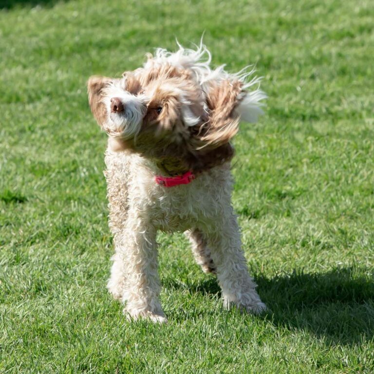 Home Remedies for Swimmer's Ear in Dogs - Dog Discoveries