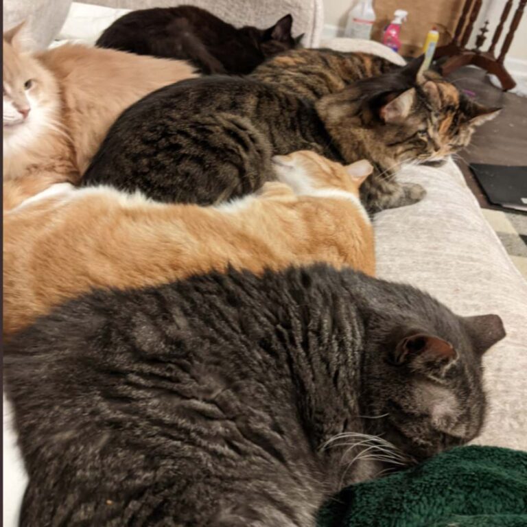Lymphoma In Senior Cats Reference: Nasal Lymphoma In Cats How Emma Defies The Odds