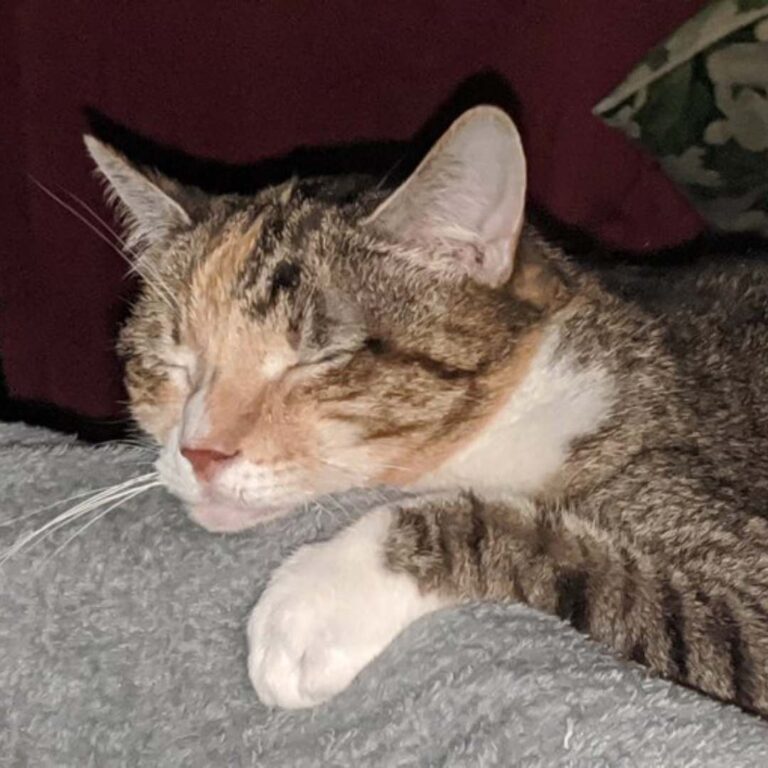 Curated visual reference: Nasal Lymphoma In Cats 2 Nhv Natural Pet Products Blog Photo Inspiration
