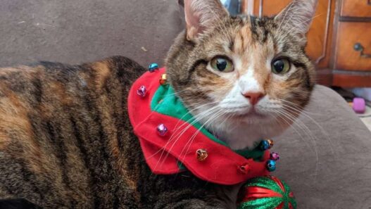 A kitty with Christmas collar with nasal lymphoma in cats
