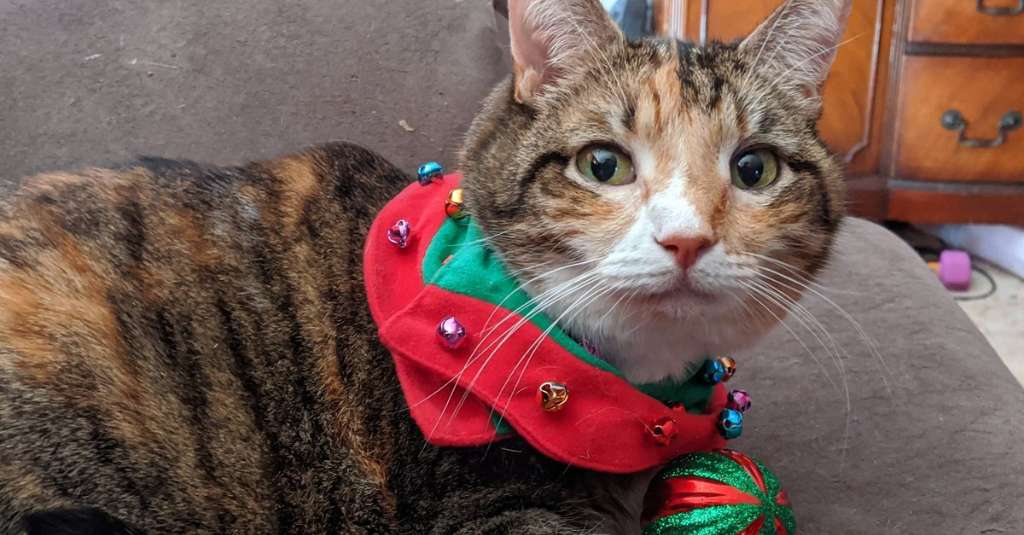 Een kat met kerstkraag met neuslymfoom bij katten