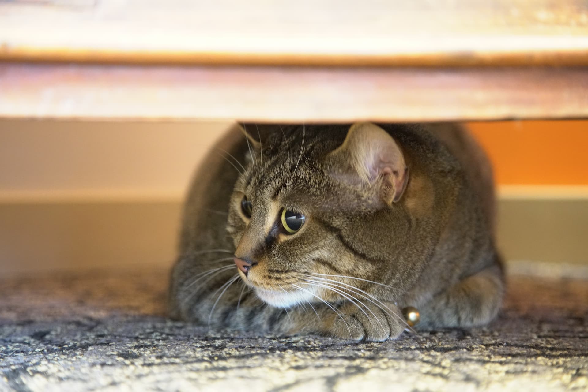 cat hiding underneath something, on the floor