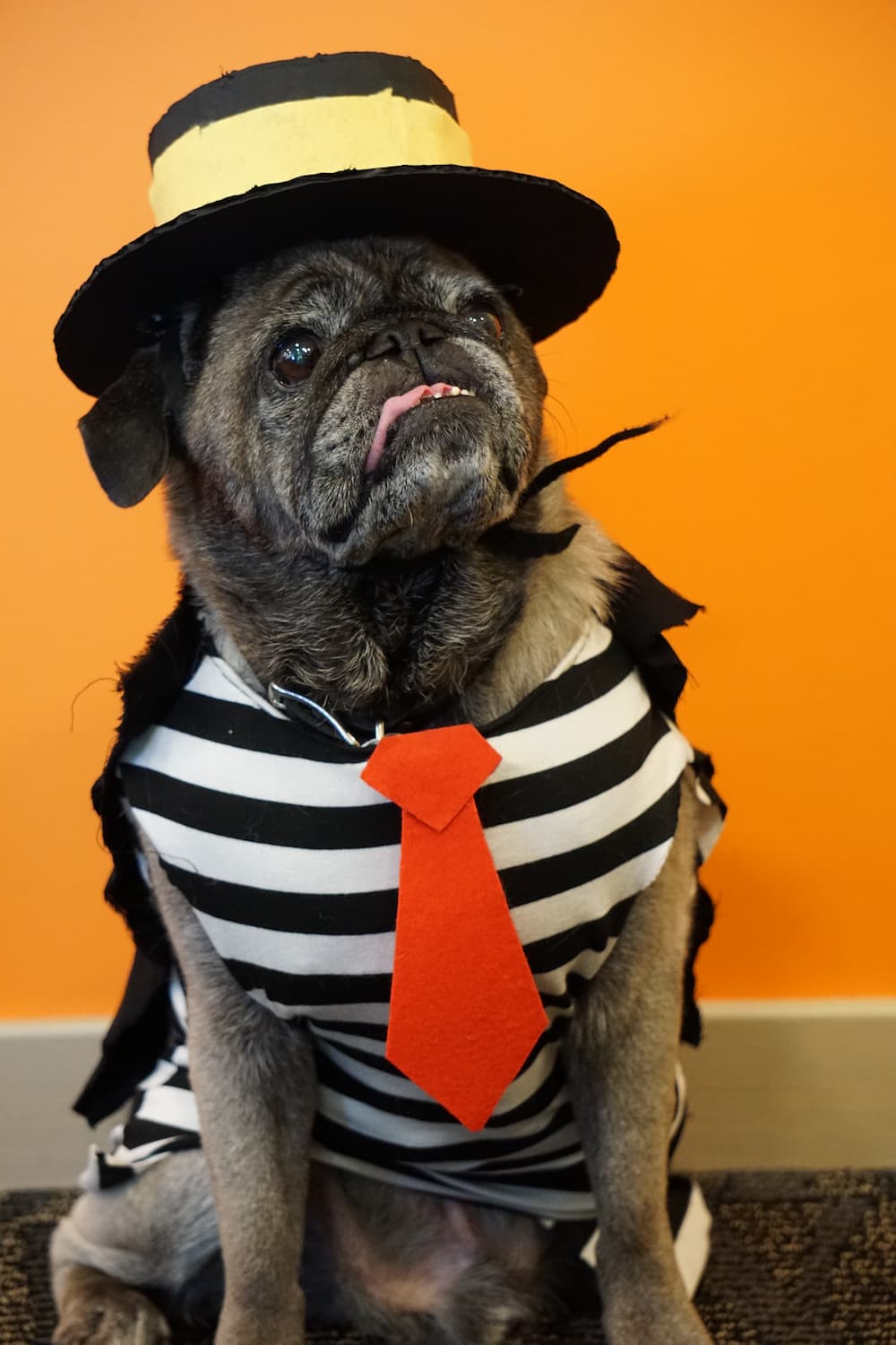Silver Pug wearing finished Hamburgler costume in front of orange wall