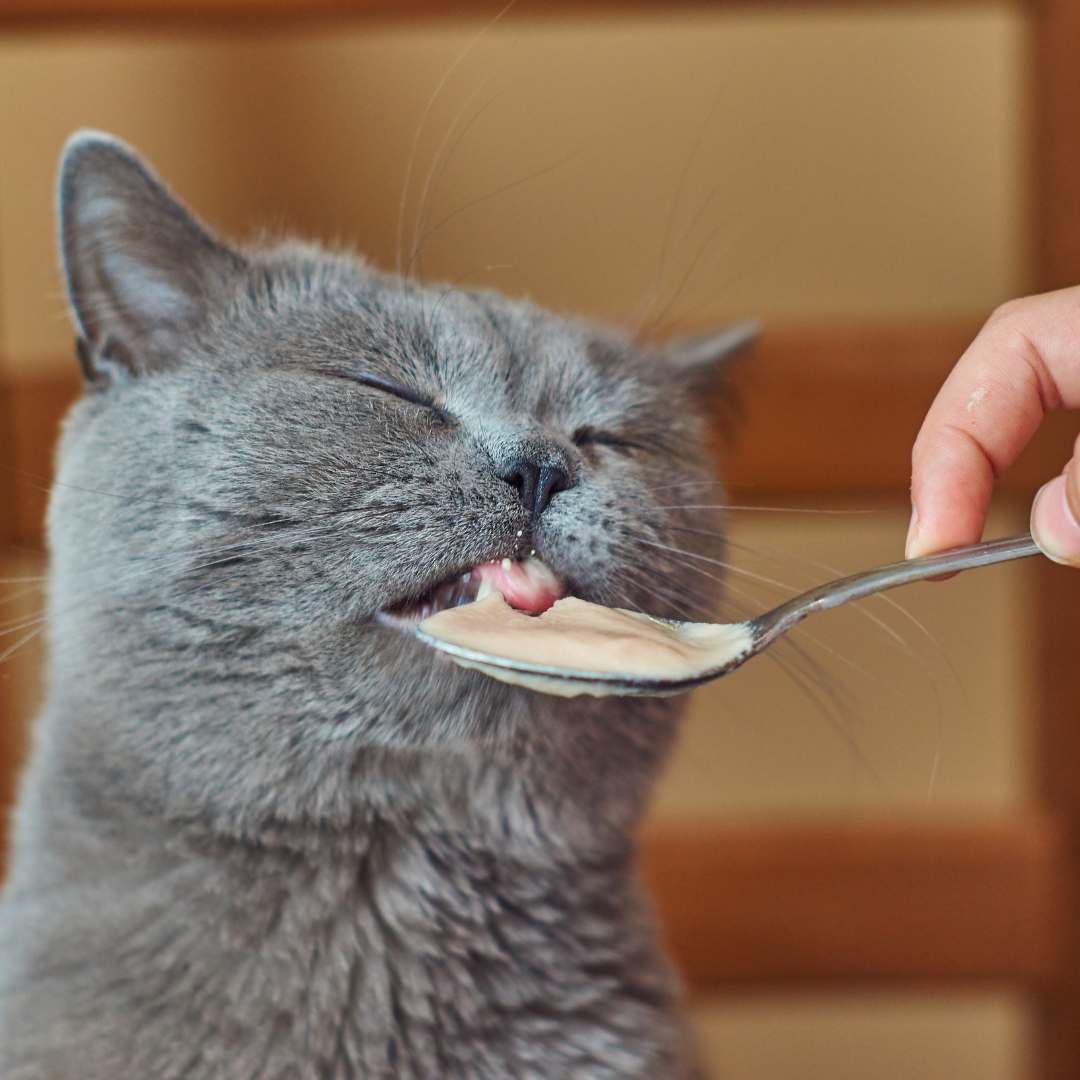 grey british shorthair with hairballs in cats being fed a spoon full of food