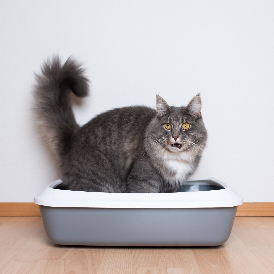 side view of a young grey tabby maine coon cat experiencing Hairballs in Cats sitting in a grey litter box in front of white wallpaper