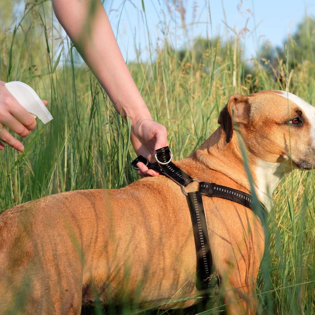 Spraying mosquito repellent spray on a dog
