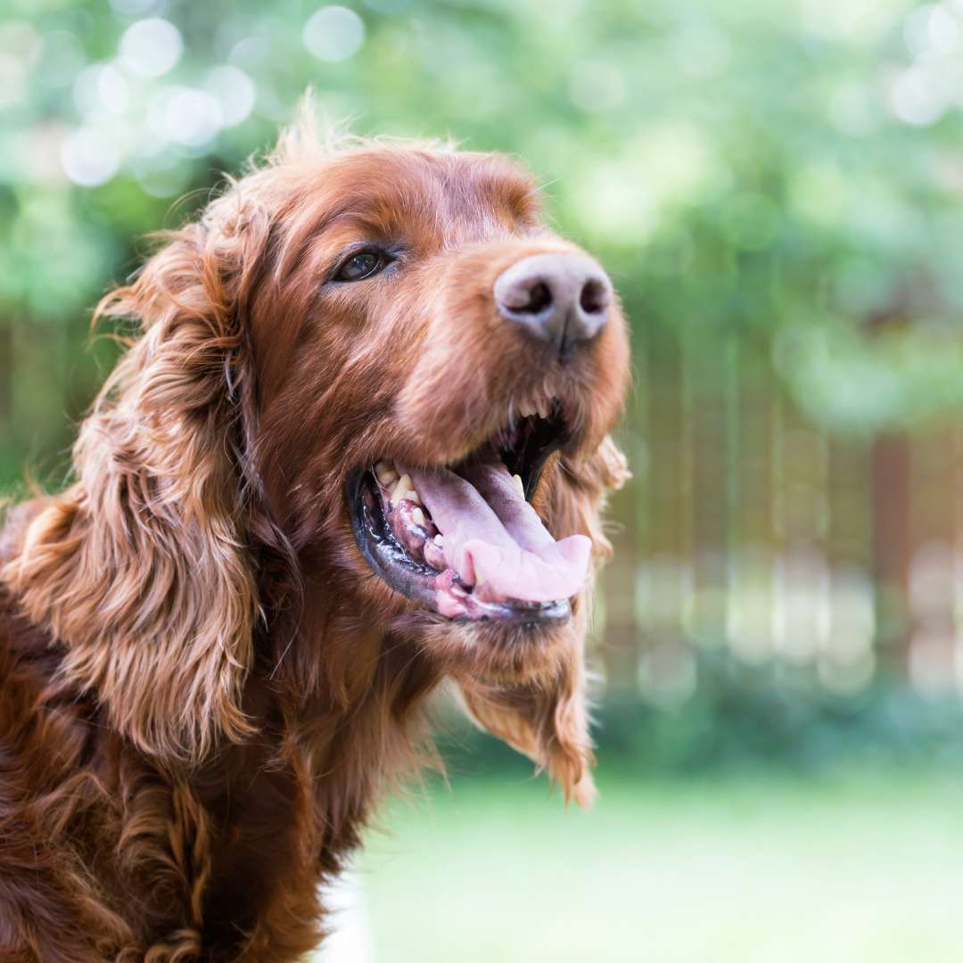 Panting irish setter dog in summer because of heartworm disease in pets