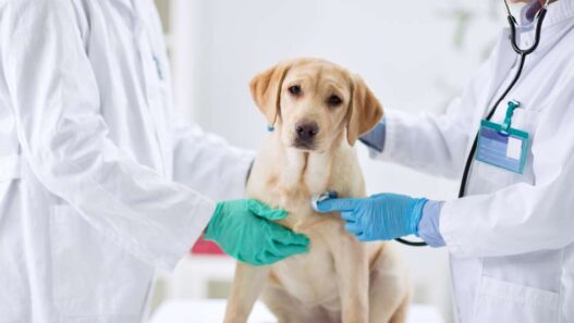 dog at vet clinic for heartworm disease in pets exam
