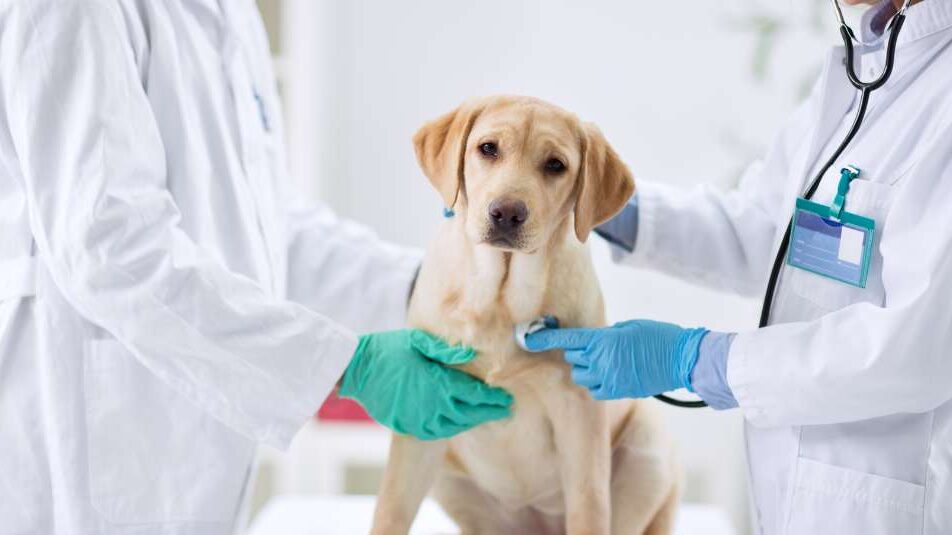 पालतू जानवरों की हार्टवॉर्म बीमारी के लिए पशु चिकित्सालय में कुत्ते की जांच