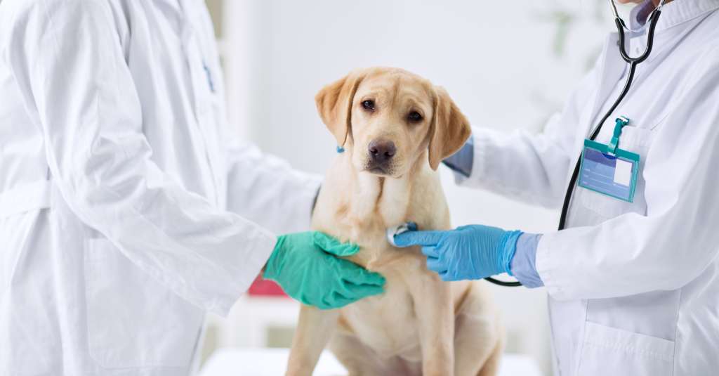 cão na clínica veterinária para dirofilariose em exame de animais de estimação