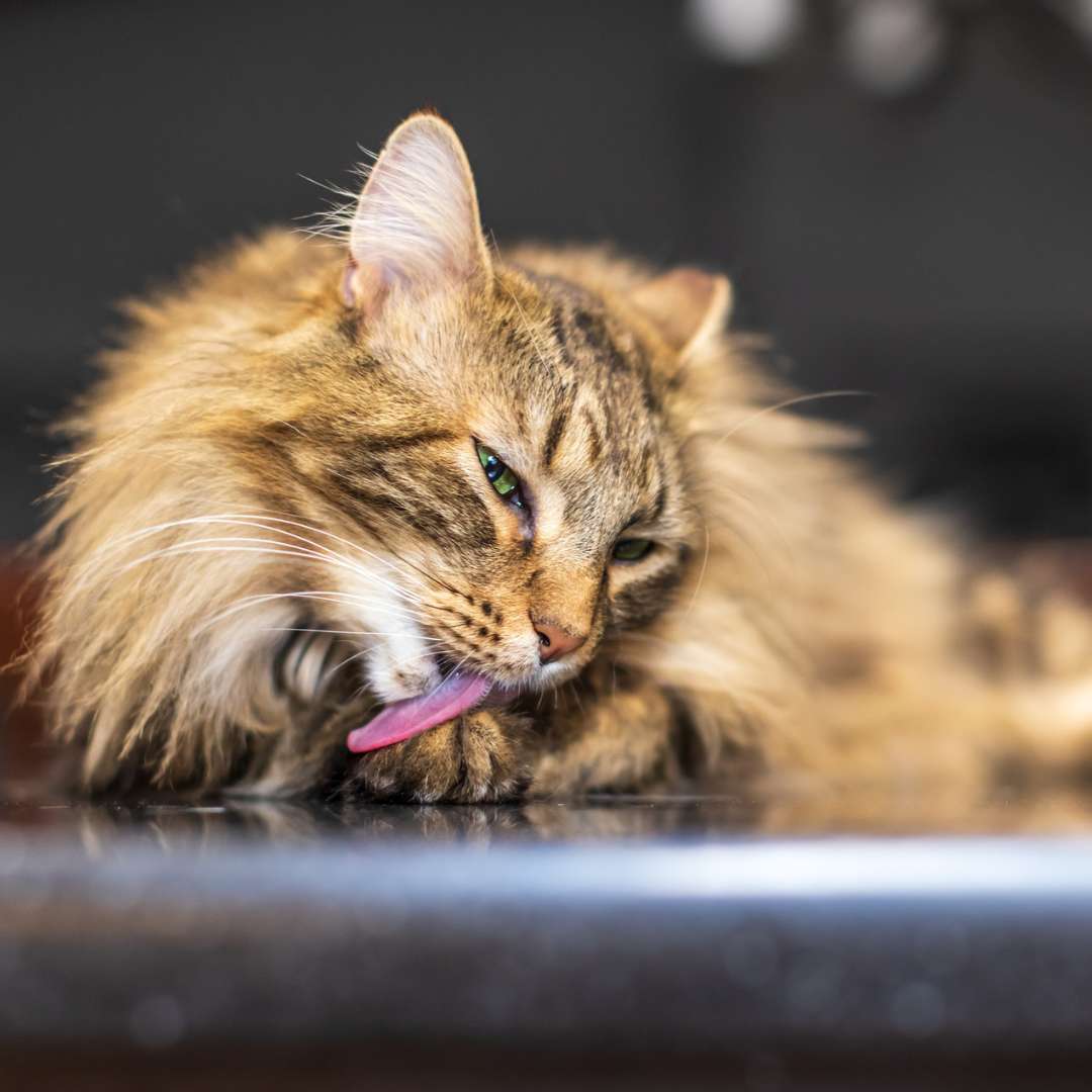 Brown tabby longhair cat sits on a kitchen countertop and licks his paw