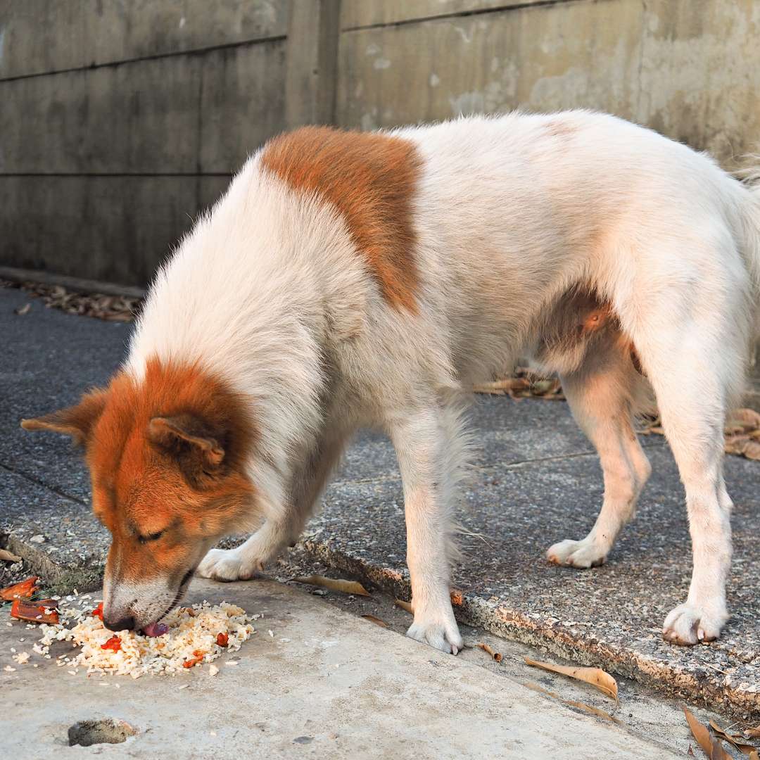 Stray dog eating food scraps and getting irregular stools in pets