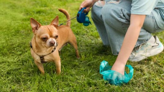 Woman Picking up Her Dog's Poop from Green Grass, Closeup. Irregular stools in pets