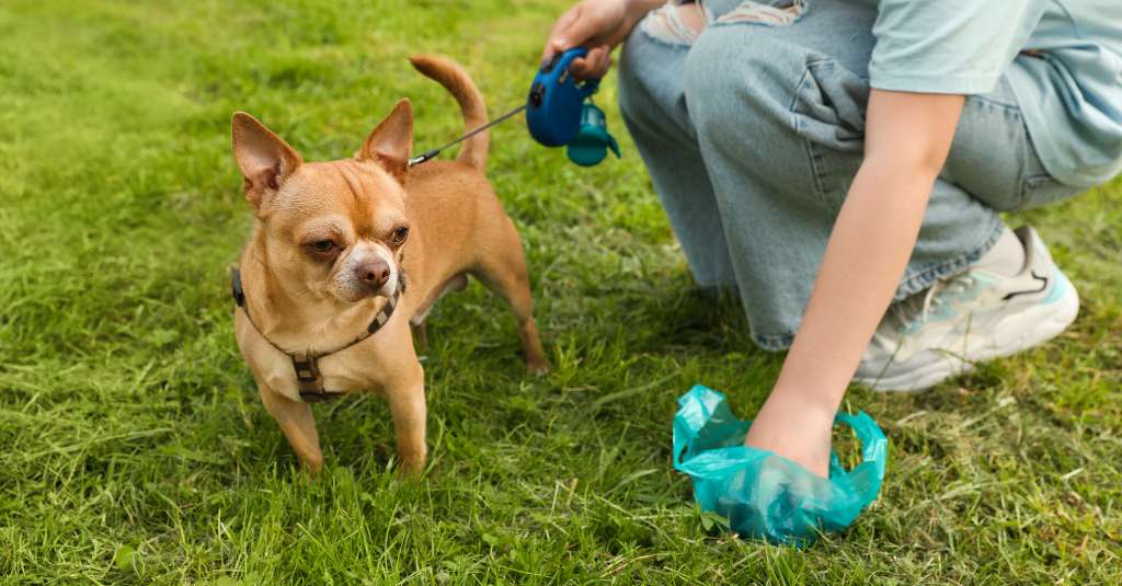 امرأة تلتقط فضلات كلبها من العشب الأخضر، في صورة مقربة. البراز غير المنتظم في الحيوانات الأليفة