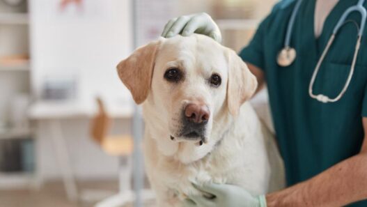 A vet inspecting a dog