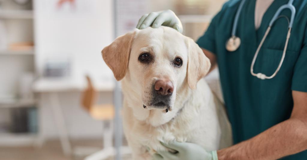 Seorang dokter hewan sedang memeriksa seekor anjing